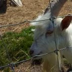 Festetics Imre Állatpark Keszthely - 