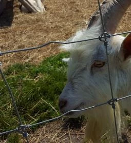 Festetics Imre Állatpark