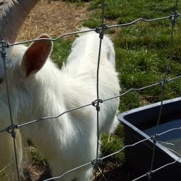 Festetics Imre Állatpark, Keszthely - 