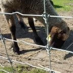 Festetics Imre Állatpark Keszthely - 