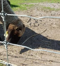 Festetics Imre Állatpark