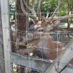 Festetics Imre Állatpark Keszthely - 