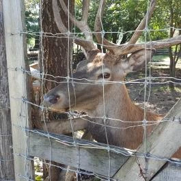 Festetics Imre Állatpark, Keszthely - 