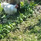 Festetics Imre Állatpark Keszthely - 