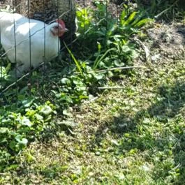 Festetics Imre Állatpark, Keszthely - 