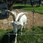 Festetics Imre Állatpark Keszthely - 