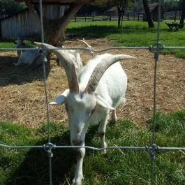 Festetics Imre Állatpark, Keszthely - 