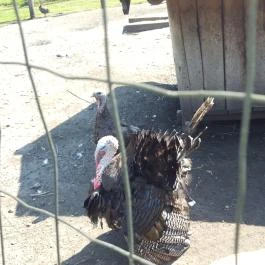 Festetics Imre Állatpark, Keszthely - 