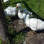 Festetics Imre Állatpark Keszthely - 