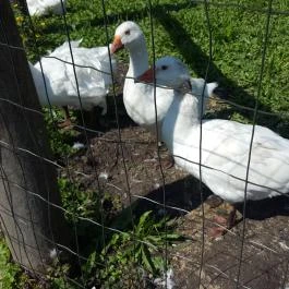 Festetics Imre Állatpark, Keszthely - 