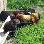 Festetics Imre Állatpark Keszthely - 