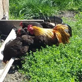 Festetics Imre Állatpark, Keszthely - 