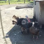 Festetics Imre Állatpark Keszthely - 