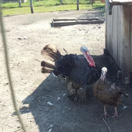 Festetics Imre Állatpark, Keszthely - 