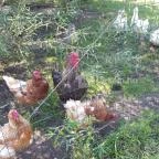 Festetics Imre Állatpark Keszthely - 