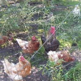 Festetics Imre Állatpark, Keszthely - 