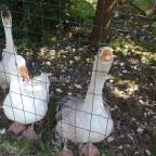 Festetics Imre Állatpark Keszthely - 