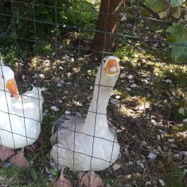 Festetics Imre Állatpark, Keszthely - 