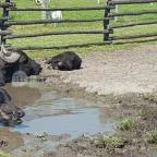 Festetics Imre Állatpark Keszthely - 