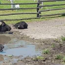 Festetics Imre Állatpark, Keszthely - 