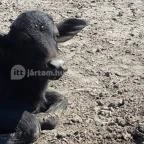 Festetics Imre Állatpark Keszthely - 