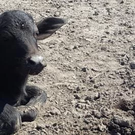 Festetics Imre Állatpark, Keszthely - 