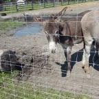 Festetics Imre Állatpark Keszthely - 