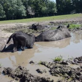 Festetics Imre Állatpark, Keszthely - 