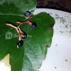 Gyarmati Étterem Veszprém - Étel/ital