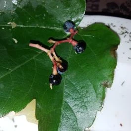 Gyarmati Étterem Veszprém - Étel/ital