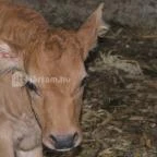 Hotel Aphrodite Zalakaros - Egyéb