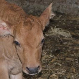 Hotel Aphrodite Zalakaros - Egyéb