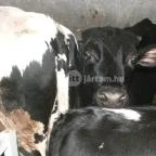 Hotel Aphrodite Zalakaros - Egyéb