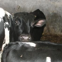 Hotel Aphrodite Zalakaros - Egyéb