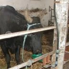 Hotel Aphrodite Zalakaros - Egyéb