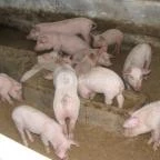 Hotel Aphrodite Zalakaros - Egyéb