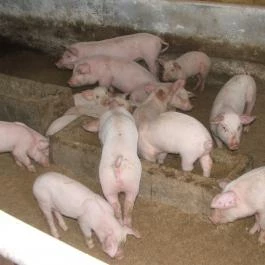 Hotel Aphrodite Zalakaros - Egyéb