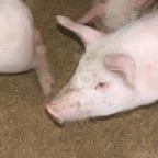 Hotel Aphrodite Zalakaros - Egyéb