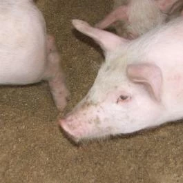 Hotel Aphrodite Zalakaros - Egyéb