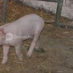 Hotel Aphrodite Zalakaros - Egyéb