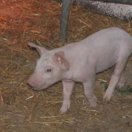 Hotel Aphrodite Zalakaros - Egyéb