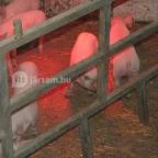 Hotel Aphrodite Zalakaros - Egyéb