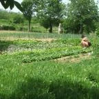 Hotel Aphrodite Zalakaros - Egyéb