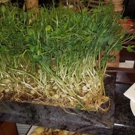 Hotel Európa Fit Étterme, Hévíz - Étel/ital