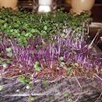 Hotel Európa Fit Étterme Hévíz - Étel/ital