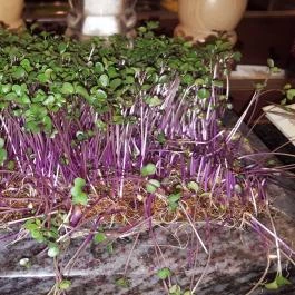 Hotel Európa Fit Étterme, Hévíz - Étel/ital