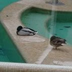 Hotel Golden Lake Resort Balatonfüred - Medence/kert