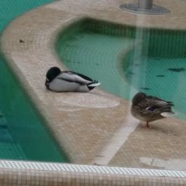 Hotel Golden Lake Resort Balatonfüred - Medence/kert