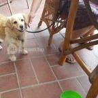 Joó Fogadó étterme Rábapaty - Egyéb