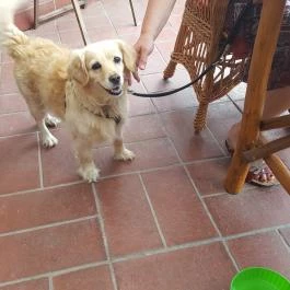 Joó Fogadó étterme, Rábapaty - Egyéb